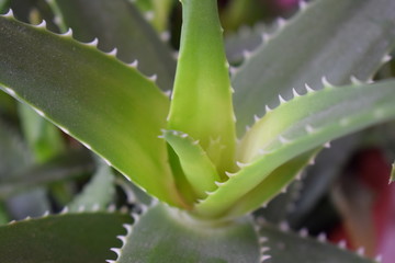 Aloe vera plant