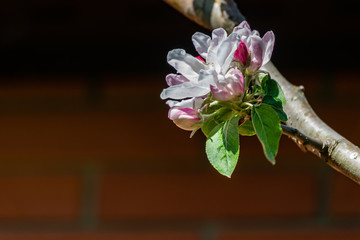 Close-up of white and pink apple tree flowers on blurred brick wall background. Bright sunny spring theme for any design. Selective focus. There is a place for your text