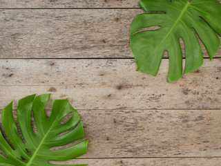Monstera leaves on a wooden background