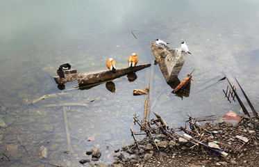 Wild ducks and seagulls are sitting on the debris lying on the bottom