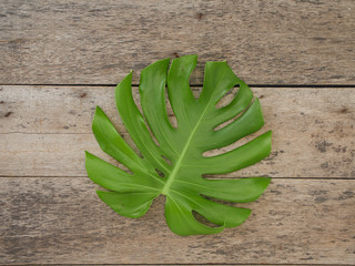 Monstera leaves on a wooden background