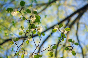 White Fothergilla flowers in the forest in the Spring