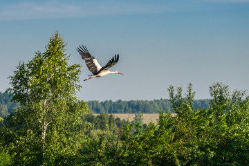 Fototapeta na wymiar A stork in the sky flying over the field and over the forest