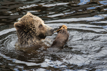 Obraz premium Closeup portrait of the head adult brown bear swimming in the dark water and gnawing a bone. Ursus arctos beringianus. Kamchatka bear.
