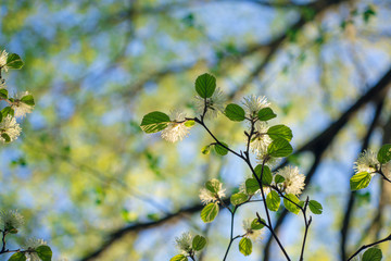 White Fothergilla flowers in the forest in the Spring
