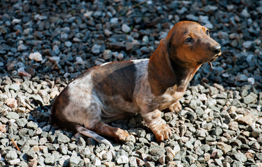 dachshund puppy garden day light 
