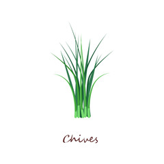 Bunch of green chives. Fresh organic food. Cooking herbs concept. Vector illustration can be used for topics like seasoning, salad ingredient, gardening, horticulture