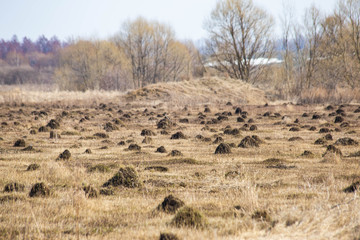 anthills in the field in spring