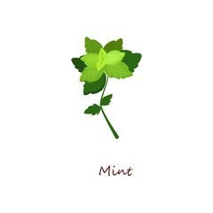 Fresh mint. Green sprig and leaves, peppermint, menthol. Cooking herbs concept. Vector illustration can be used for topics like organic food, herb tea, horticulture