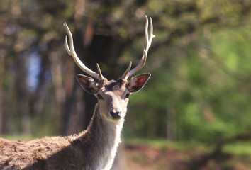 fallow deer looking at camera, portrait