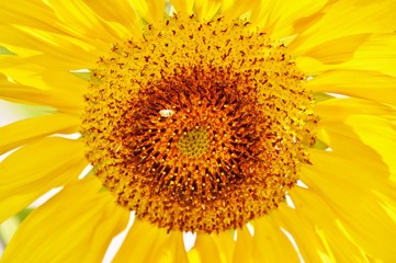 Close up of beautiful sunflower in sunlight