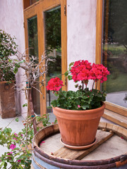 red geranium is growing in a ceramic pot, standing on a wooden barrel, vertical view