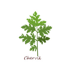 Sprig of chervil. Green sprig with leaves. Cooking herbs concept. Vector illustration can be used for topics like condiment, seasoning, salad, vegan diet