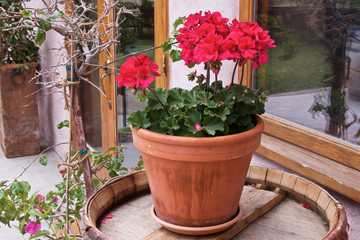 red geranium is growing in a ceramic pot, standing on a wooden barrel. horizontal view