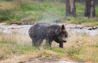 Closeup portrait of wet adult brown bear shaking its body with a lot of splashes after swimming. Ursus arctos beringianus. Kamchatka bear.