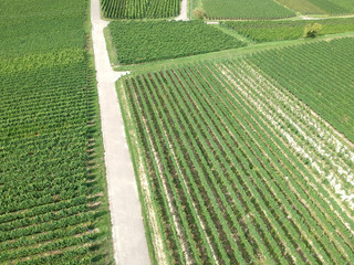 aerial view of a vineyard in Breisgau, Germany
