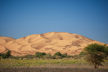 Fototapeta na wymiar the great dune of merzouga, perfect landscape