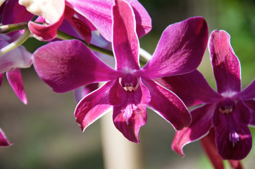 close up of purple orchids branch 