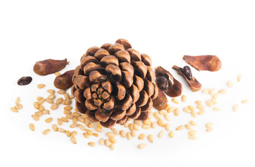 Pine nuts and ripe pine cone on a white background