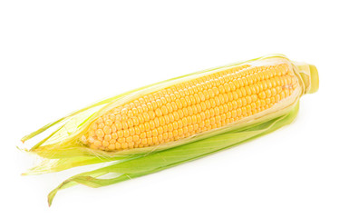 fresh raw corn cob isolated on white background