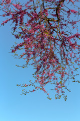 Tree (Cercis siliquastrum) with pink flowers