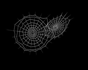 蜘蛛の巣_銀