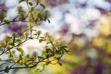White Fothergilla flowers in the forest in the Spring