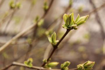 Spring. Beautiful branches with buds. Unbroken leaves.