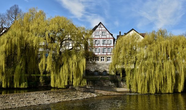 Landscape with weeping willows on the river Murr in Backnang in Spring