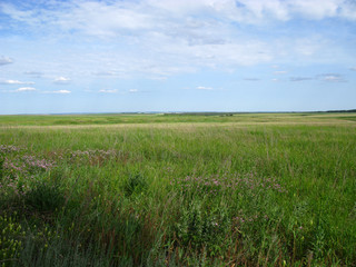 Fototapeta premium russia field