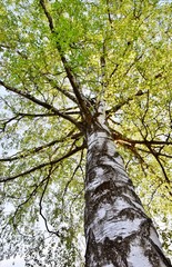 Birch stem closClose up of Birch stem and green Spring leavese up