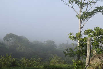 Obraz na płótnie Canvas Floresta tropical com neblina úmida