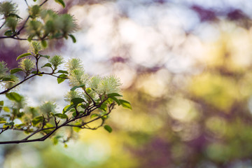White Fothergilla flowers in the forest in the Spring