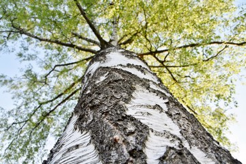 Birch stem closClose up of Birch stem and green Spring leavese up