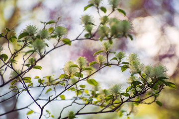 White Fothergilla flowers in the forest in the Spring