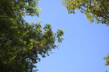 Céu azul e copa de árvore