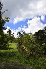 Colina com floresta tropical