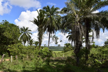 Obraz premium Horizonte verde rural tropical