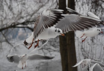 Flying Seagulls over the Havel River at Berlin Spandau on January 25, 2007, Germany