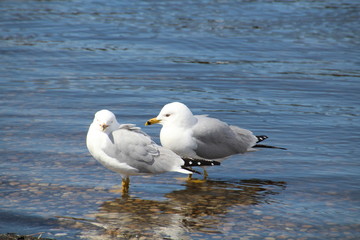 Seagulls In The Lake, William Hawrelak Park, Edmonton, Alberta