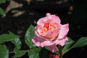 アウグスタルイーゼ