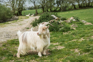 Obraz premium white goat on a meadow