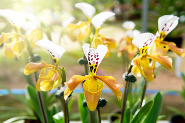 Paphiopedilum villosum orchid in the garden