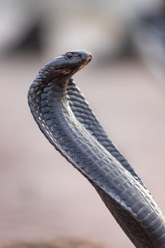 Close up of a black cobra in Jemaa El Fnaa square in Marrakesh, Morocco