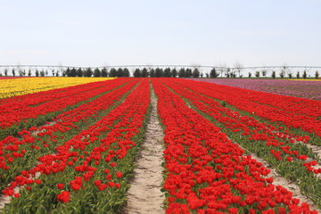 Colorful magical image of tulip field and tulip field