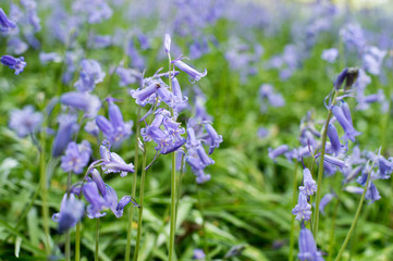 blue flowers (bluebells) in the garden