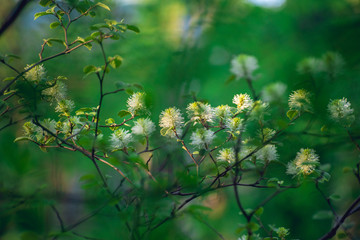 White Fothergilla flowers in the forest in the Spring