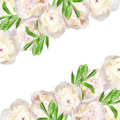 Beautiful floral background of white peonies. Isolated