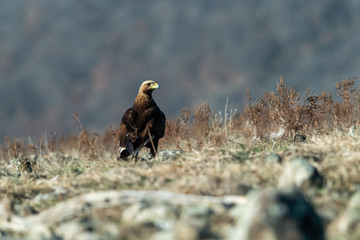 Goldean Eagle (Aquila chrysaetos) at mountain meadow in Eastern Rhodopes, Bulgaria
