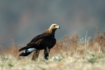 Goldean Eagle (Aquila chrysaetos) at mountain meadow in Eastern Rhodopes, Bulgaria